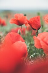 Obraz premium Vibrant shot of a blooming meadow filled with red flowers