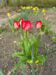 beautiful big red tulips against a background of nature