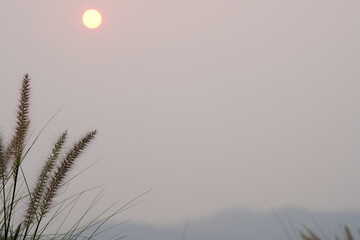 sunset behind mountain city view with grass flower in fog air pollution from agriculture fire Chiangmai Thailand 