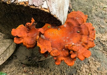 Closeup of a Pycnoporus sanguineus fungi growing on the bark of an old tree trunk