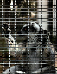 Fototapeta premium lemur in cage