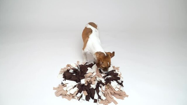 Dog using snuffle mat searching for food treats. Studio video footage. Dog food game for brain 