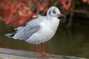 red-billed gull