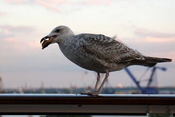 On the upper deck of a large ocean liner.