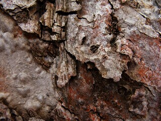 an old, tree bark with a green grasshopper crawling on it