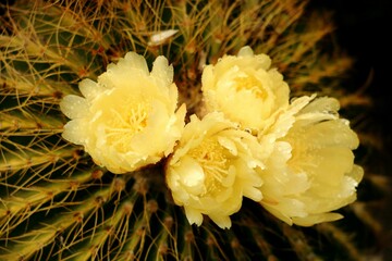 Cactus with yellow flowers