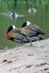 white-faced whistling ducks sheltering from the rain