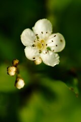 Closeup shot of a delicate white flower in a lush garden