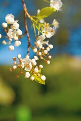 Closeup shot of the tree branches with white flower blooms on a sunny day