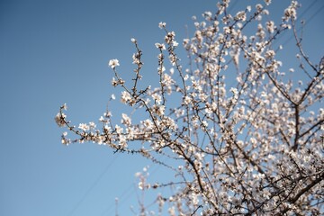 Beautiful flowering tree in the garden