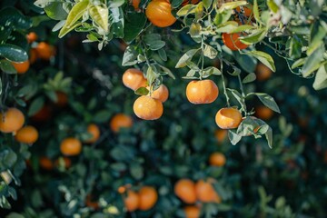 Orange tree with fresh fruits and green leaves
