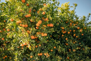 Orange tree with fresh fruits and green leaves