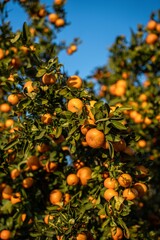 Orange tree with fresh fruits and green leaves