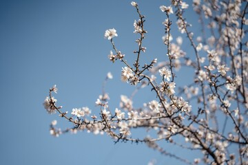 Beautiful flowering tree in the garden