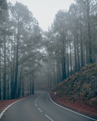Scenic country road shrouded in a misty fog, with tall trees lining the roadside