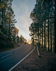 Obraz premium Peaceful rural road, illuminated by the warm rays of the sun, winds its way between tall pine trees