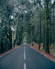 Scenic country road shrouded in a misty fog, with tall trees lining the roadside