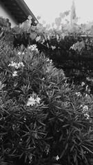 Vertical of lush plants in Tuscany, Italy in grayscale