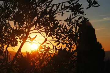 Zelfklevend Fotobehang Scenic view of green plants in hills of Tuscany at golden sunset © Wirestock