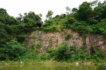 A photograph of a quarry wall reclaimed by nature