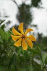 A yellow flower with eight petals against a bokeh background