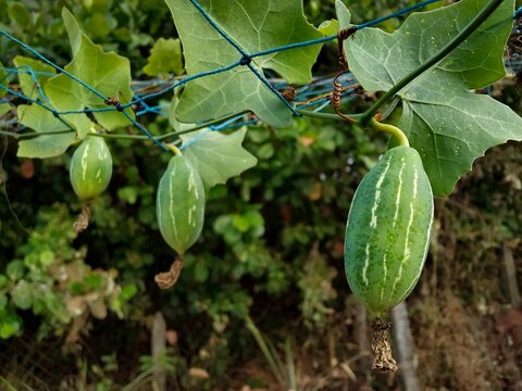 Coccinia grandis or Ivy gourd fruits hanging on vine in farm