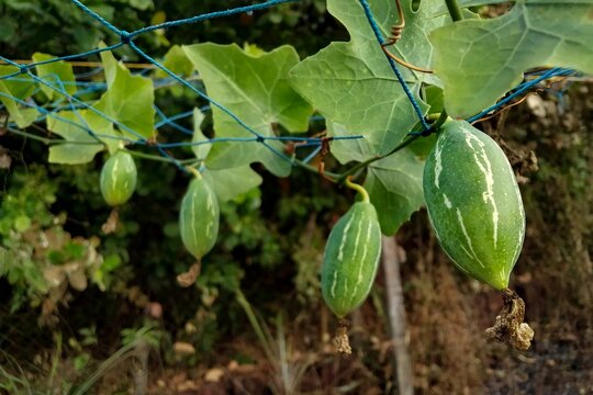 Coccinia grandis or Ivy gourd fruits hanging on vine in farm