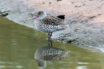 cape teal duck