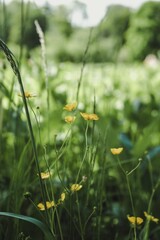Relaxing summer scene featuring yellow flowers in a green grassy meadow.
