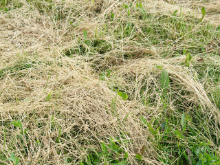 There is dry hay on the green grass. A sunny summer day. Mowing the grass in the field