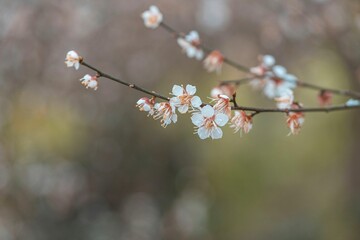 Selective focus shot of branches with blooming cherry blossom flowers