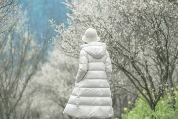 Young female strolling down a picturesque path lined with vibrant blooming cherry blossom trees