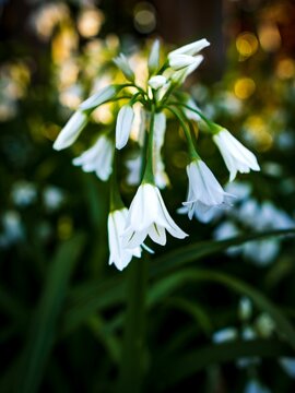 Closeup of beautiful three-cornered garlic flowers in a garden East Sacramento park