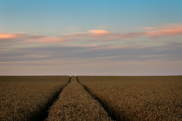 Picturesque rural roadway winds its way through a sun-kissed wheat field