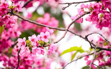 Closeup shot of vibrant, beautiful cherry blossoms.