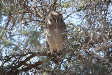 Adult owl is perched on a tree branch in a peaceful forest setting
