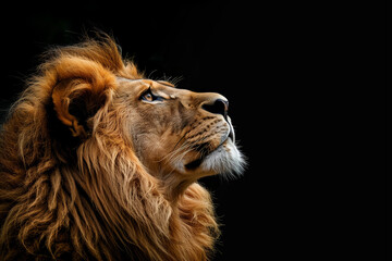 Big adult lion with rich mane - Lion portrait on black background