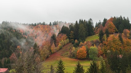Scenic view of an autumn forest shrouded in fog.