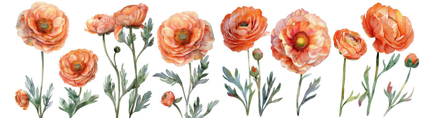 set of floral watercolor botanical Ranunculus Peach flower , cut out transparent isolated on white background ,PNG file