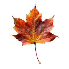 Fototapeta premium orange leaf in autumn isolated on transparent background