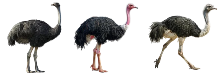 Tragetasche Ostrich bird  isolated on transparent background . © png-jpeg-vector