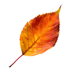 orange leaf in autumn isolated on transparent background