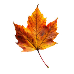 Fototapeta premium orange leaf in autumn isolated on transparent background