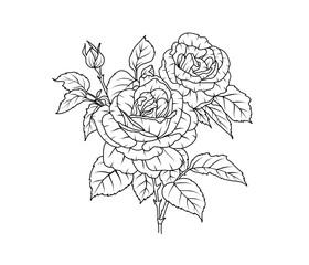 Rose flower line art. Floral black sketch outline bouquet. Rose with leaf simple botanical plant. Vector illustration for tattoo design, coloring pages for kids, wedding invitation - 772284031