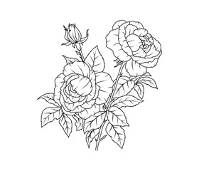 Rose flower line art. Floral black sketch outline bouquet. Rose with leaf simple botanical plant. Vector illustration for tattoo design, coloring pages for kids, wedding invitation - 772284095
