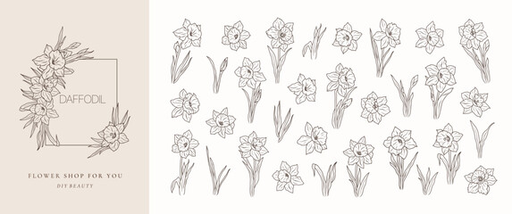 Set of daffodil flower line art isolated. Spring floral narcissus black sketch plant. Vector illustration botanical stem, floral bouquets bloom - 772284097