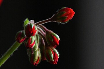 Close-up shot of a vibrant red floral bloom against a dark background