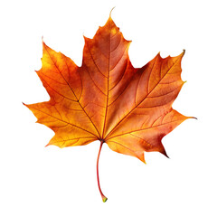 Fototapeta premium orange leaf in autumn isolated on transparent background