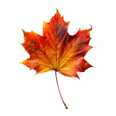 orange leaf in autumn isolated on transparent background