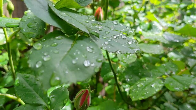 Closeup of droplets on wet leaves with sunlight in the park